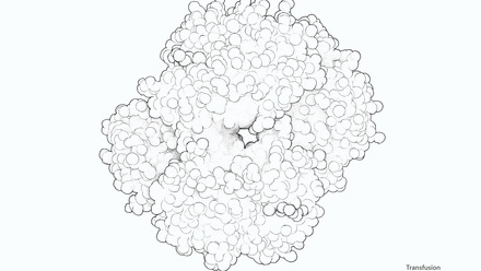 Incredible You_Transfusion Haemoglobin_Page_2.jpg