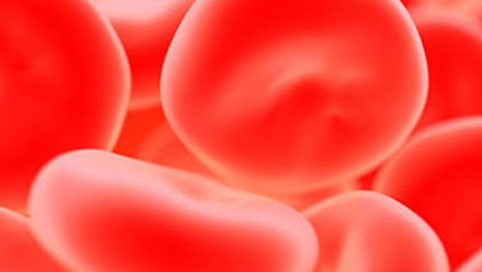blood_cells_haematology_340x305px.jpg