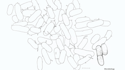 Incredible You_Microbiology E-coli Bacteria_Page_2.jpg