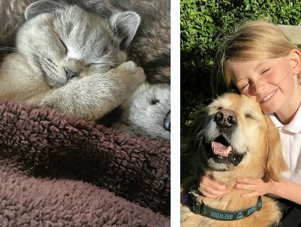 pet competition - Twitter winners.jpg