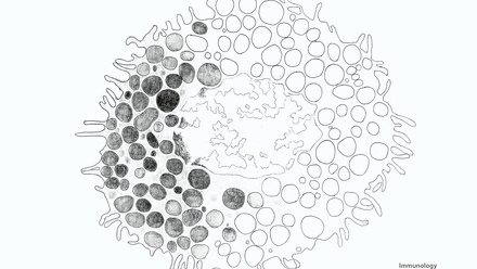 Incredible You_Immunology Mast Cell_Page_2.jpg