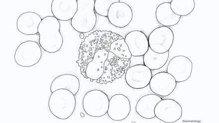 Incredible You_Haematology Blood Cells_Page_2.jpg