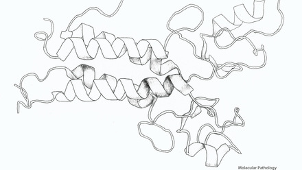 Incredible You_Molecular Pathology BRCA1 Protein_Page_2.jpg