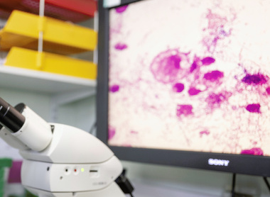 Veterinary pathology lab microscope and slide image.jpg