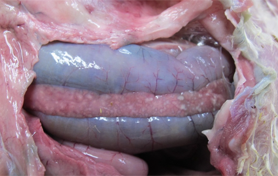 5 Turkey pancreatic necrosis