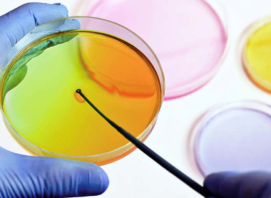 colourful petri dish