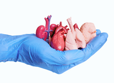 Plastic organs in gloved hand.jpg