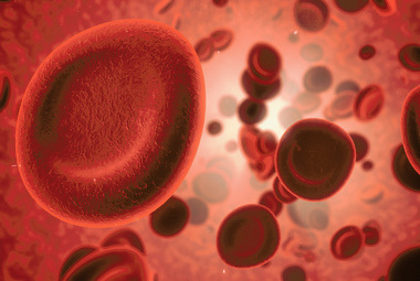 Red blood cells.jpg