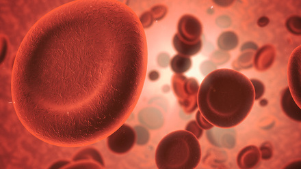 Red blood cells.jpg