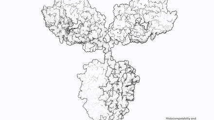 Incredible You_Histocompatabilty and Immunogenetics _Page_2.jpg