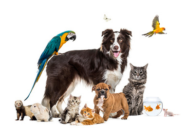 Pet portrait competition - group-pets-posing-around-border-collie-dog-cat-ferret-rabbit-bird-fish-rodent.jpg